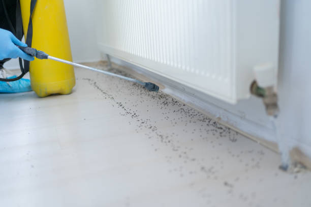 Best Local Pest Control Services  in Bethany, OR