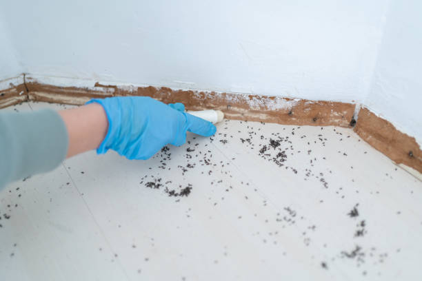 Best Mosquito Control Services  in Bethany, OR